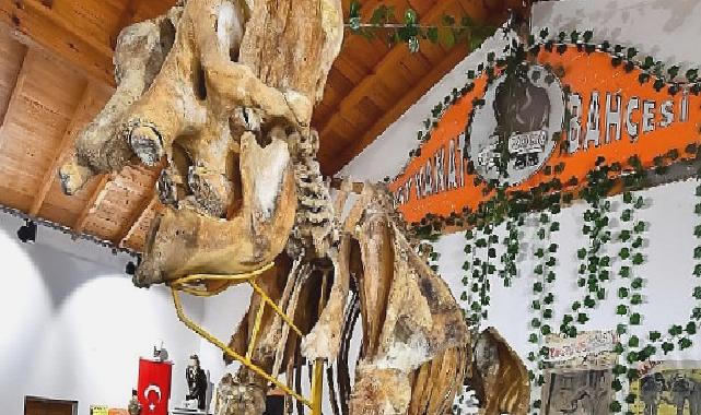İzmir’in unutulmaz fili Pak Bahadır’ın iskeleti ziyaretçileri bekliyor