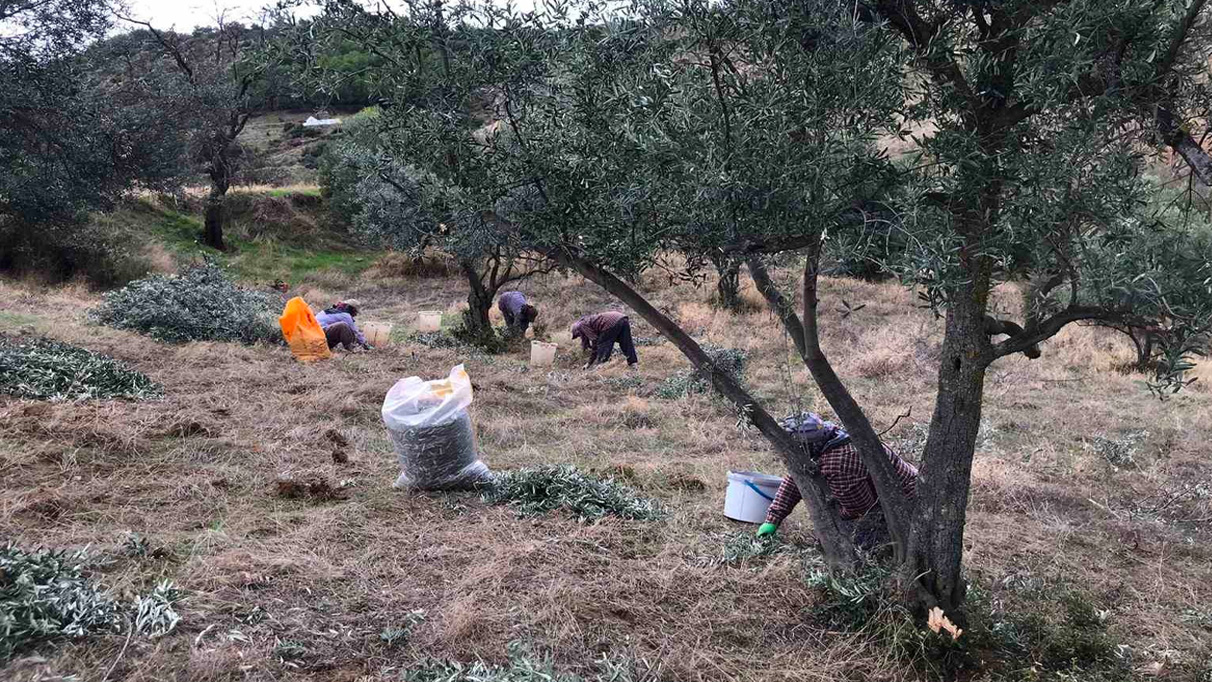 Üzüm Hasadı Tamamlanan Üreticiler Zeytin Hasadına Odaklandı