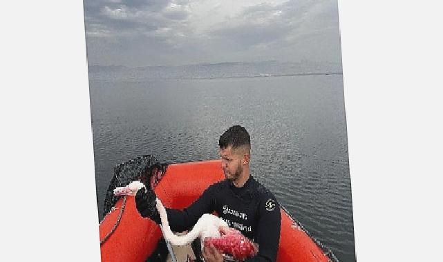 Kocaeli İtfaiyesi, İzmit Körfezinde mahsur kalan yaralı Flamingo’yu kurtardı
