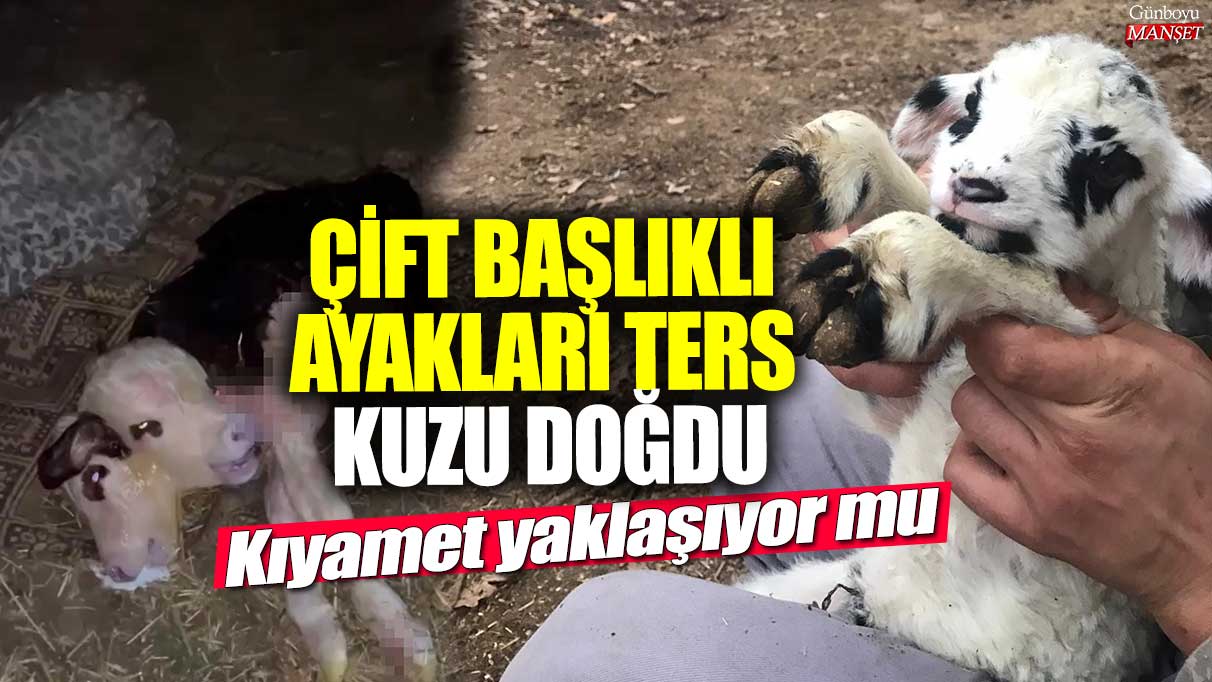 Kıyamet mi yaklaşıyor? Ters tırnaklı kuzu doğdu!