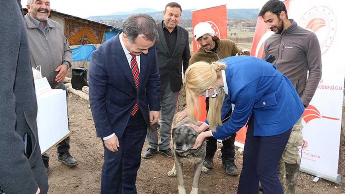 Köpeklerden insana bulaşan hastalık büyük bir tehlike oluşturuyor!