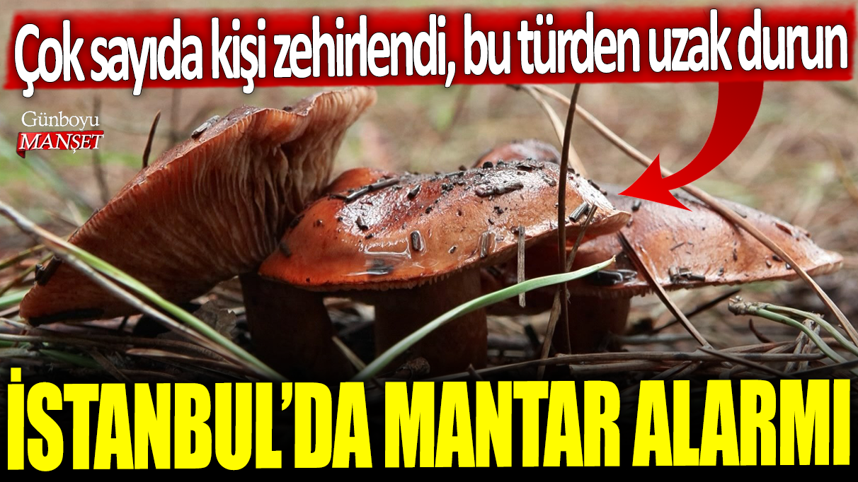 İstanbul’da zehirlenmeye sebep olan mantarlar alarm veriyor: Çok sayıda kişi etkilendi, dikkatli olun!