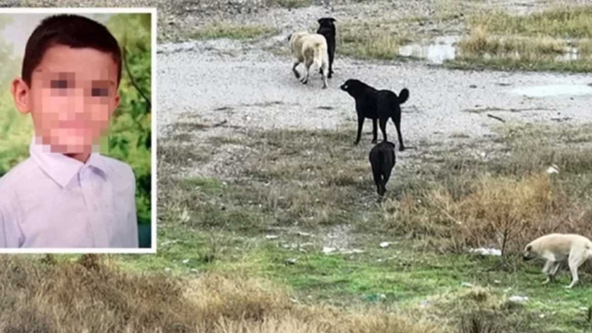 Tunahan solunum makinesinden ayrıldı, köpek saldırısının mağduru oldu!