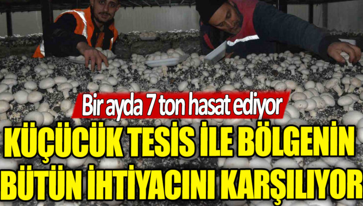Küçük tesis bir ayda bölgenin ihtiyacını karşılayacak kadar 7 ton hasat ediyor.