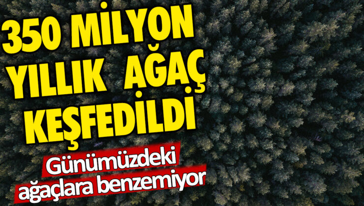 350 milyon yıllık farklı görünümlü bir ağaç keşfedildi: Bugünkü ağaçlardan tamamen farklı!