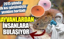 2015’te ortaya çıkan ve şimdi yeniden ortaya çıkan bir hastalık hayvanlardan insanlara bulaşıyor!