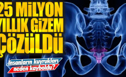 Bilim insanları, insanların kuyruklarının neden kaybolduğunu 25 milyon yıllık bir gizemi çözdüler