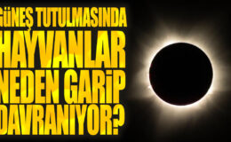 Tam Güneş Tutulması Sırasında Hayvanların İlginç Davranışları!